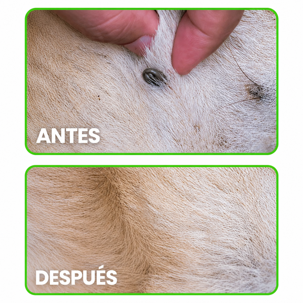 PetAura | Protege a tu mascota sin químicos