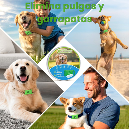 PetAura | Protege a tu mascota sin químicos