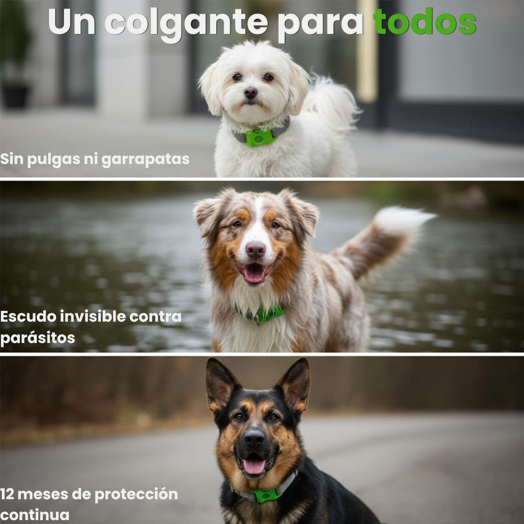 PetAura | Protege a tu mascota sin químicos